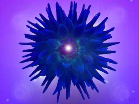 Fleur Indigo